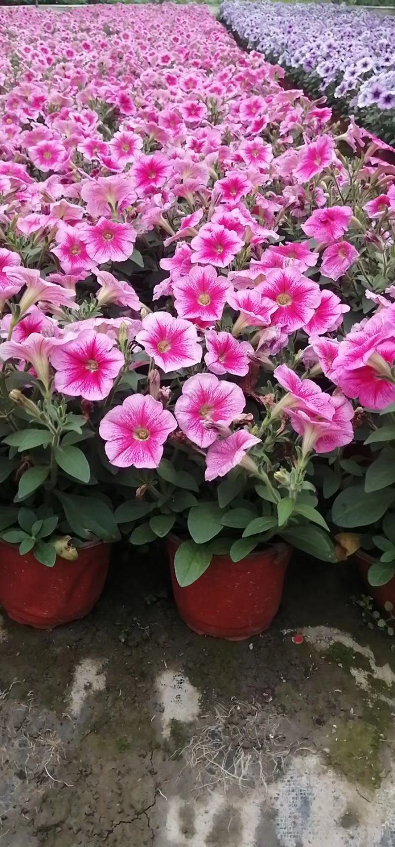 种植户直销矮牵牛花色齐全量大从优欢迎咨询