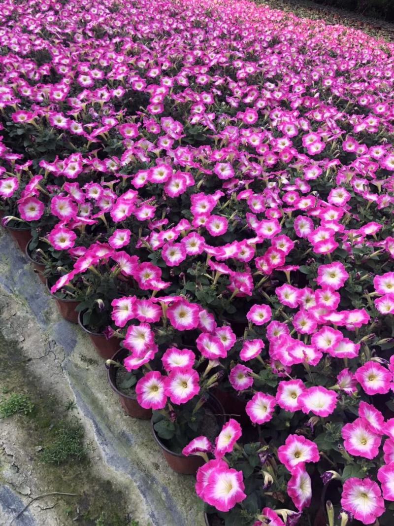 种植户直销矮牵牛花色齐全量大从优欢迎咨询