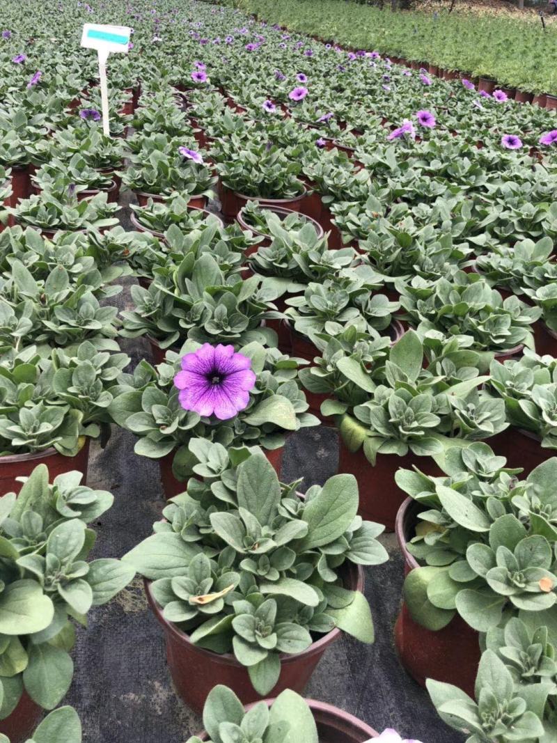 种植户直销矮牵牛花色齐全量大从优欢迎咨询