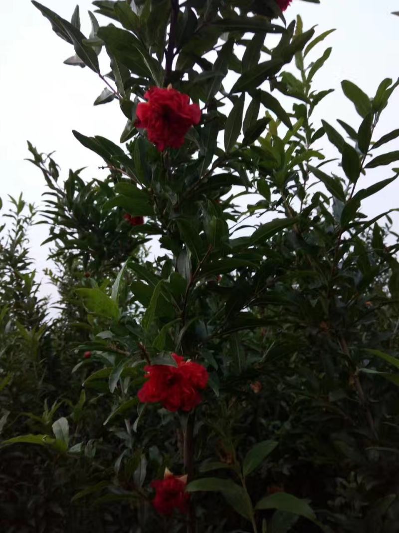 石榴树，独杆花石榴树，丛生石榴树，树形优美，质优价廉