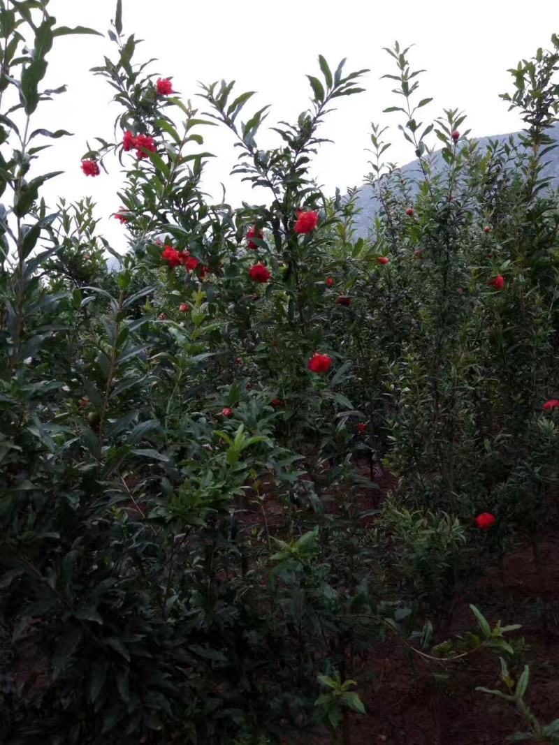 石榴树，独杆花石榴树，丛生石榴树，树形优美，质优价廉