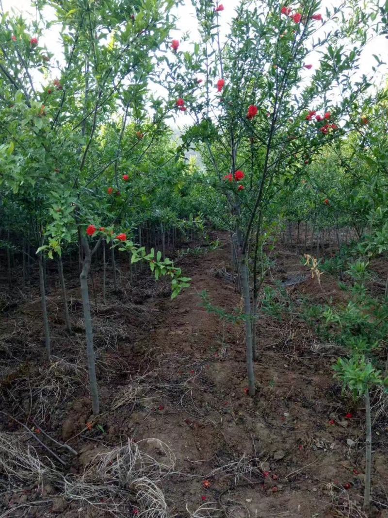 石榴树，独杆花石榴树，丛生石榴树，树形优美，质优价廉