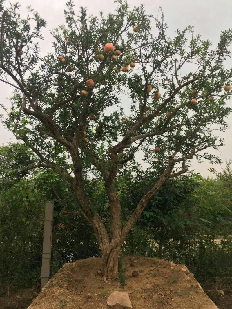 石榴树，独杆花石榴树，丛生石榴树，树形优美，质优价廉