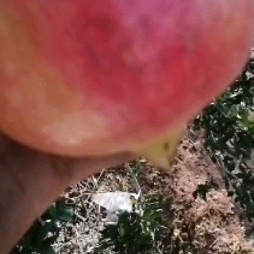 会理突尼斯软籽石榴小量上市了