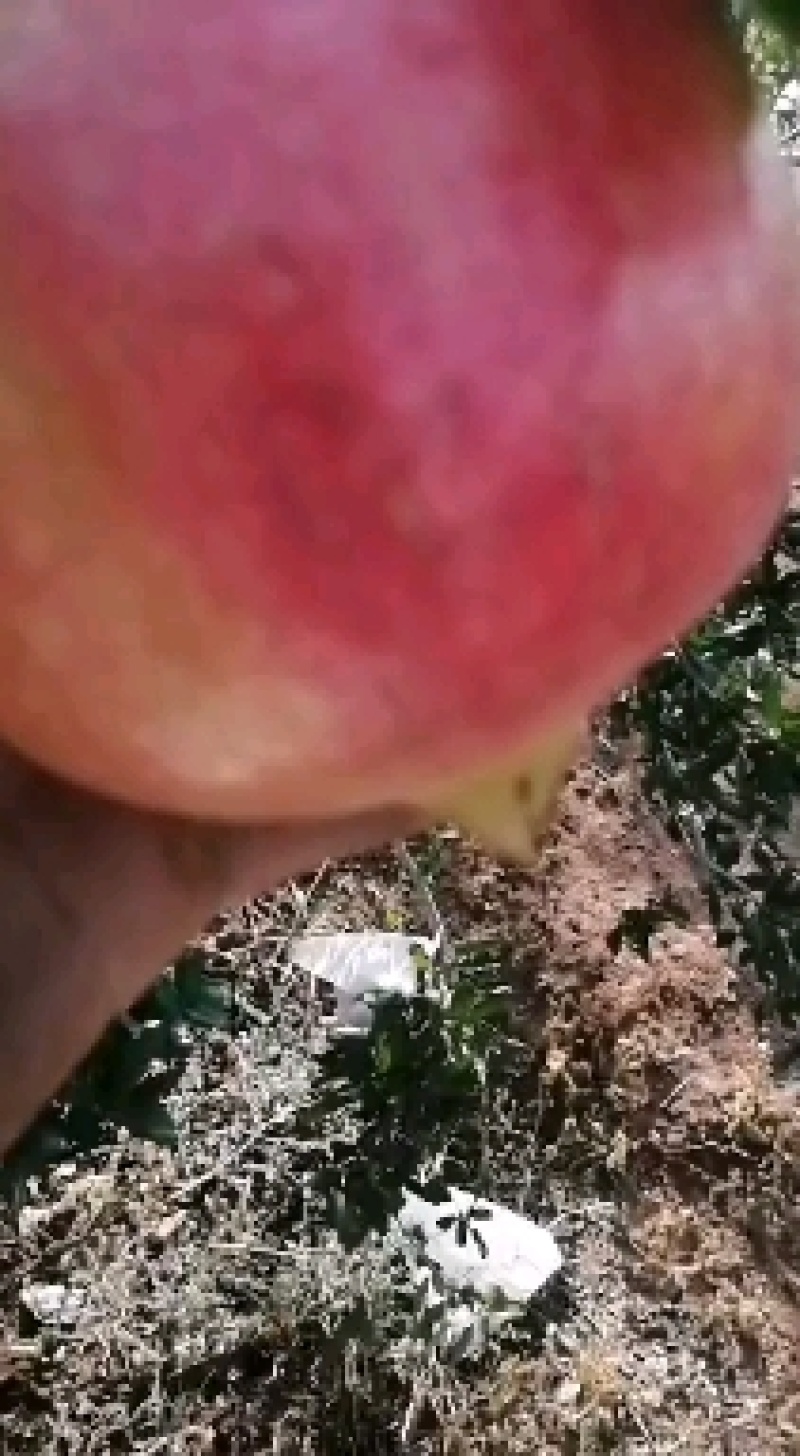 会理突尼斯软籽石榴小量上市了