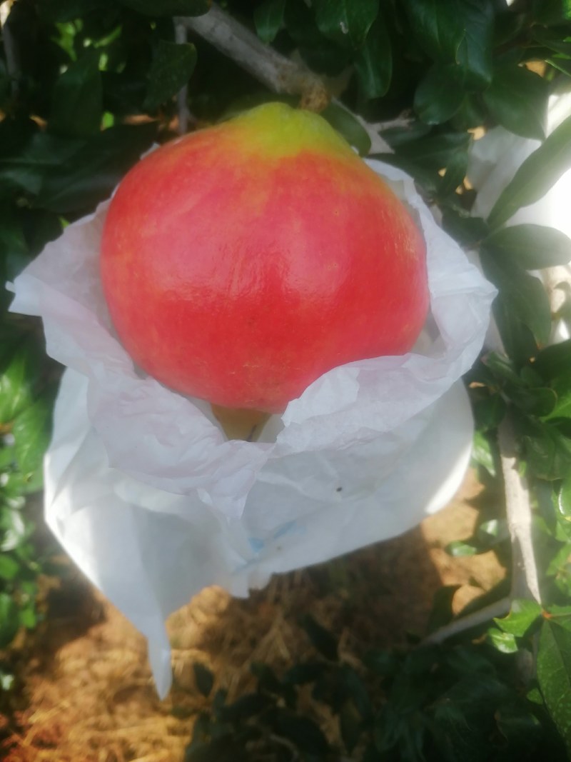 会理突尼斯软籽石榴小量上市了