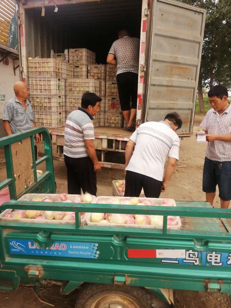 美八苹果，精品美八苹果，苹果基地批发，保质保量