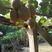 徐香猕猴桃陕西猕猴桃基地大量供应各种优质猕猴桃代发全国