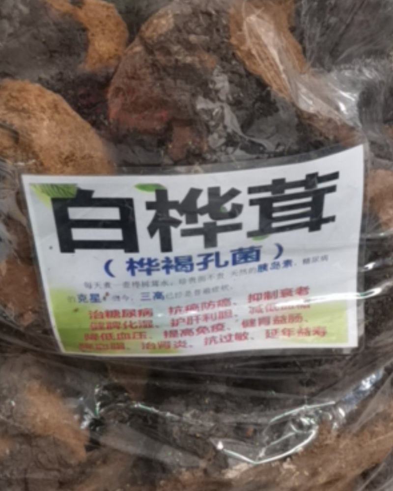 野生白华茸。。。。。