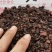 没药中药材中药树脂类