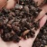 没药中药材中药树脂类