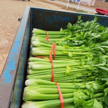 西芹，有小，中，大，颗