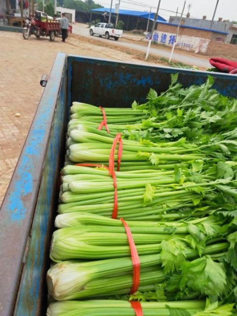 西芹，有小，中，大，颗