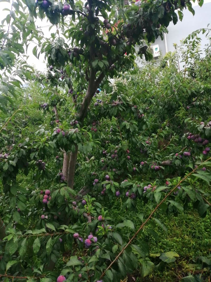 汉源脆红李大量上市，我专业代办很多年，欢迎新老客户来电咨