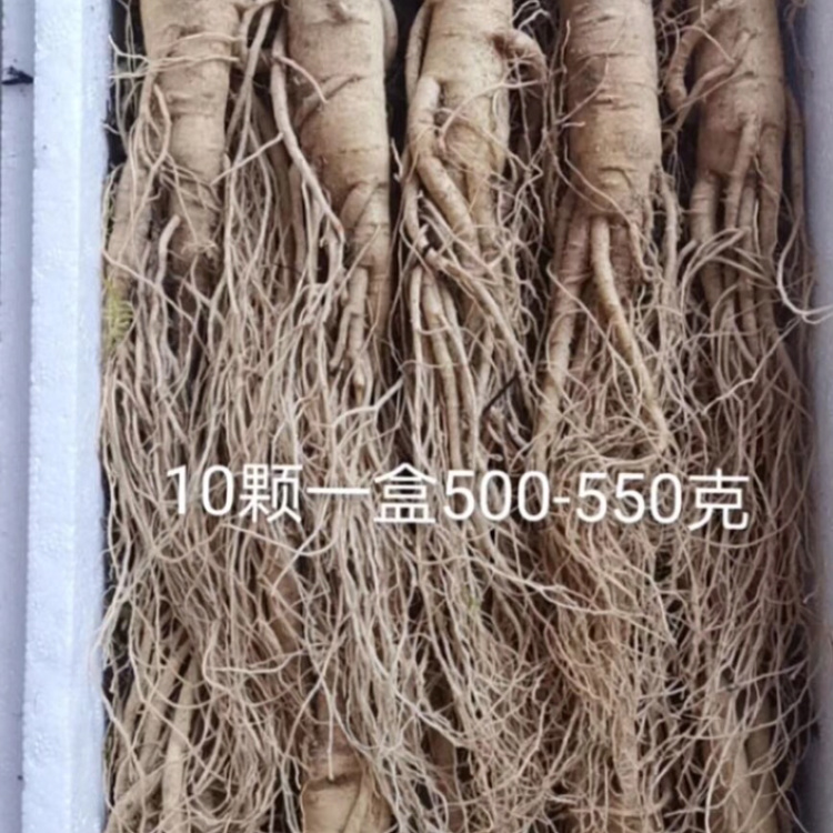 自家种植的长白山6-8年的鲜人参现挖现卖0.59元起价