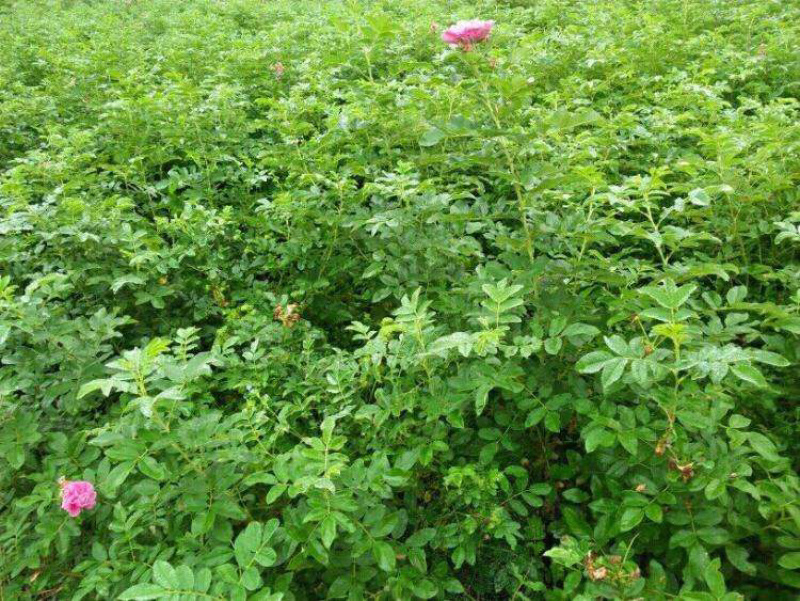 蔷薇基地直销，现货供应，质量好