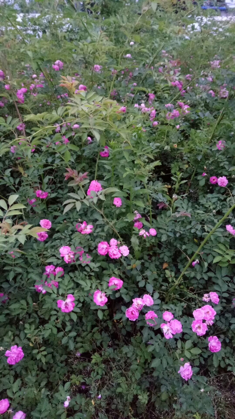 蔷薇基地直销，现货供应，质量好