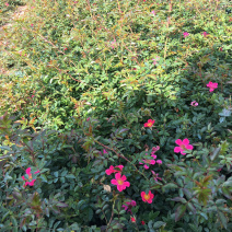 蔷薇基地直销，现货供应，质量好