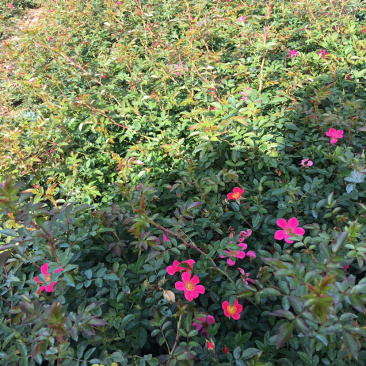 蔷薇基地直销，现货供应，质量好