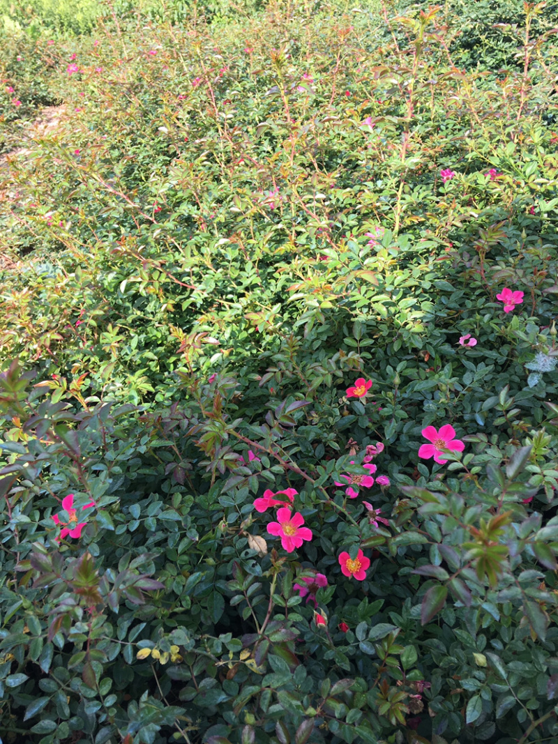 蔷薇基地直销，现货供应，质量好