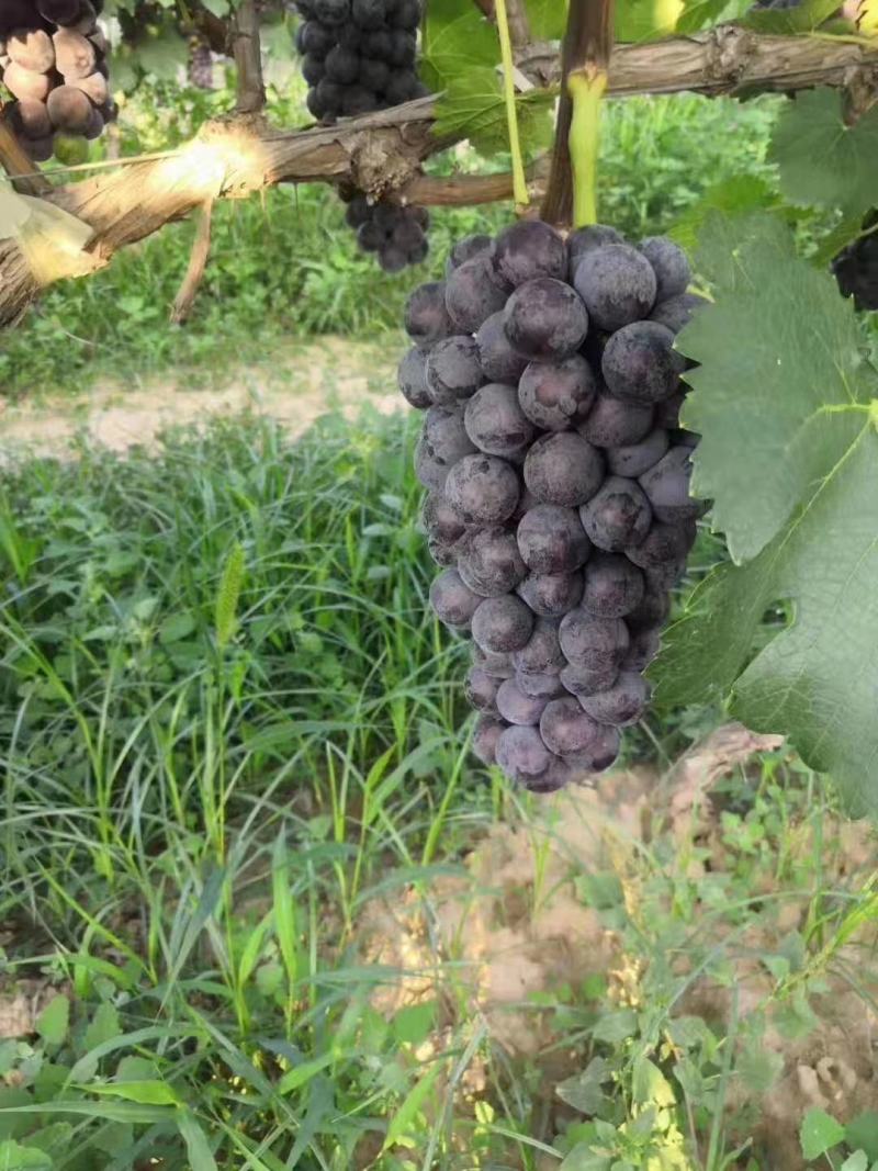 葡萄，陕西大荔夏黑葡萄大量上市，颗粒大，口感好，欢迎连系