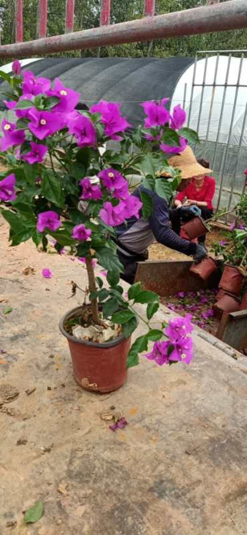 大量批发各种规格的云南紫三角梅基地直发欢迎来电
