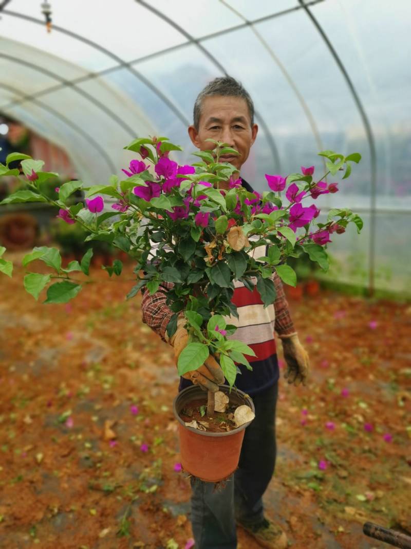 大量批发各种规格的云南紫三角梅基地直发欢迎来电