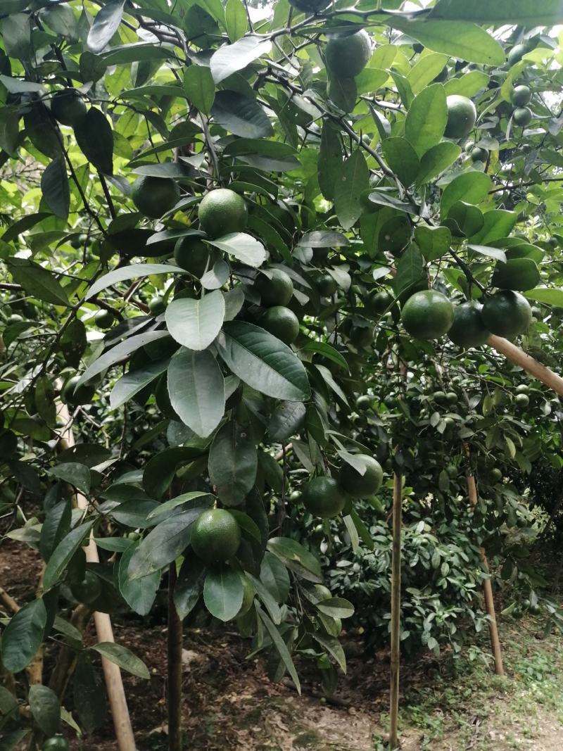 广西土柠檬，表皮光滑，8～12个果一斤