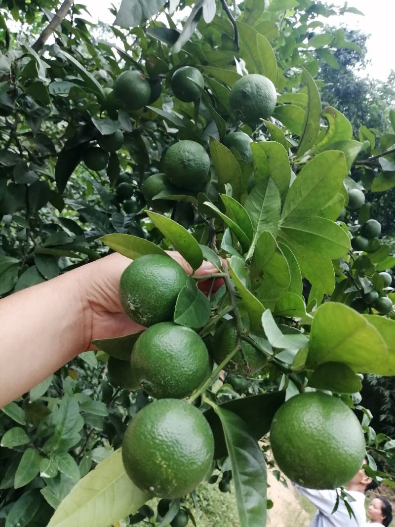 广西土柠檬，表皮光滑，8～12个果一斤