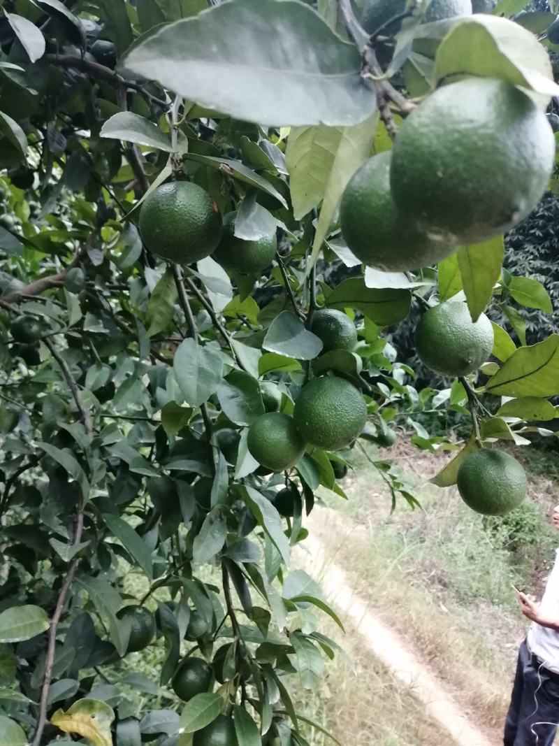 广西土柠檬，表皮光滑，8～12个果一斤