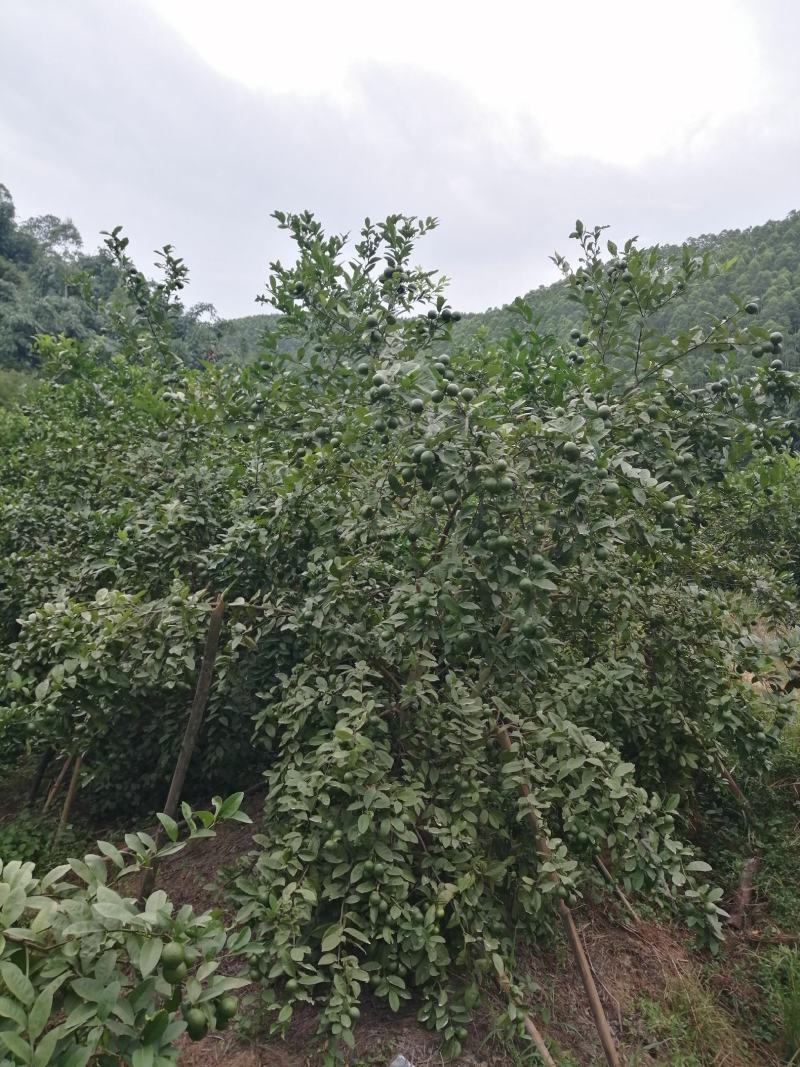 广西土柠檬，表皮光滑，8～12个果一斤