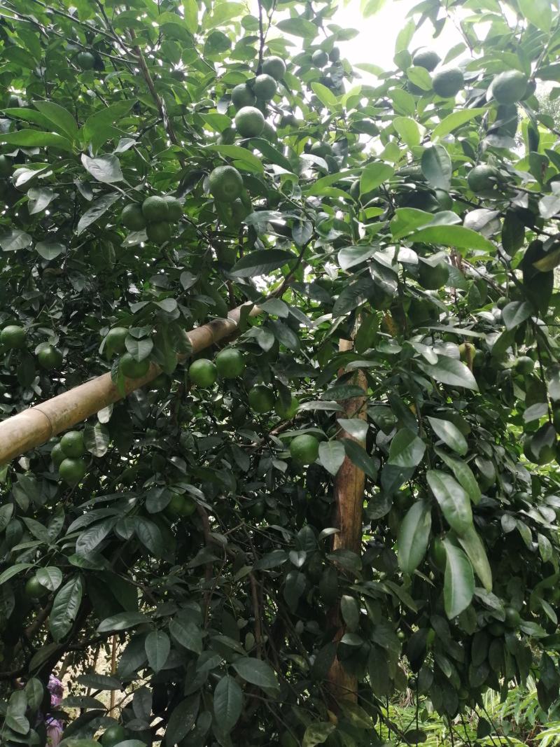 广西土柠檬，表皮光滑，8～12个果一斤