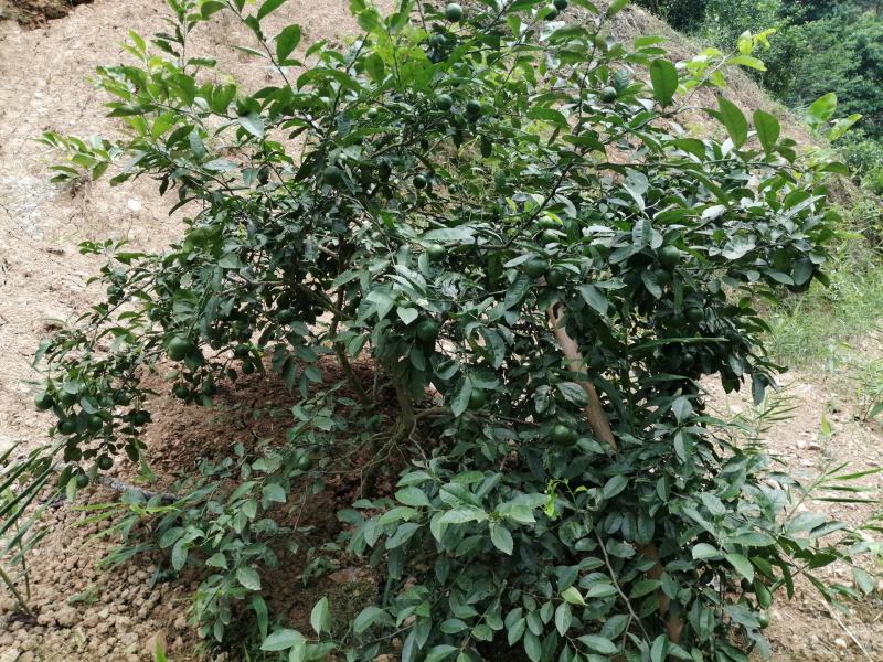 广西土柠檬，表皮光滑，8～12个果一斤