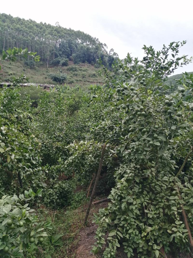广西土柠檬，表皮光滑，8～12个果一斤