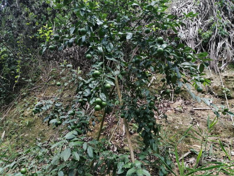 广西土柠檬，表皮光滑，8～12个果一斤
