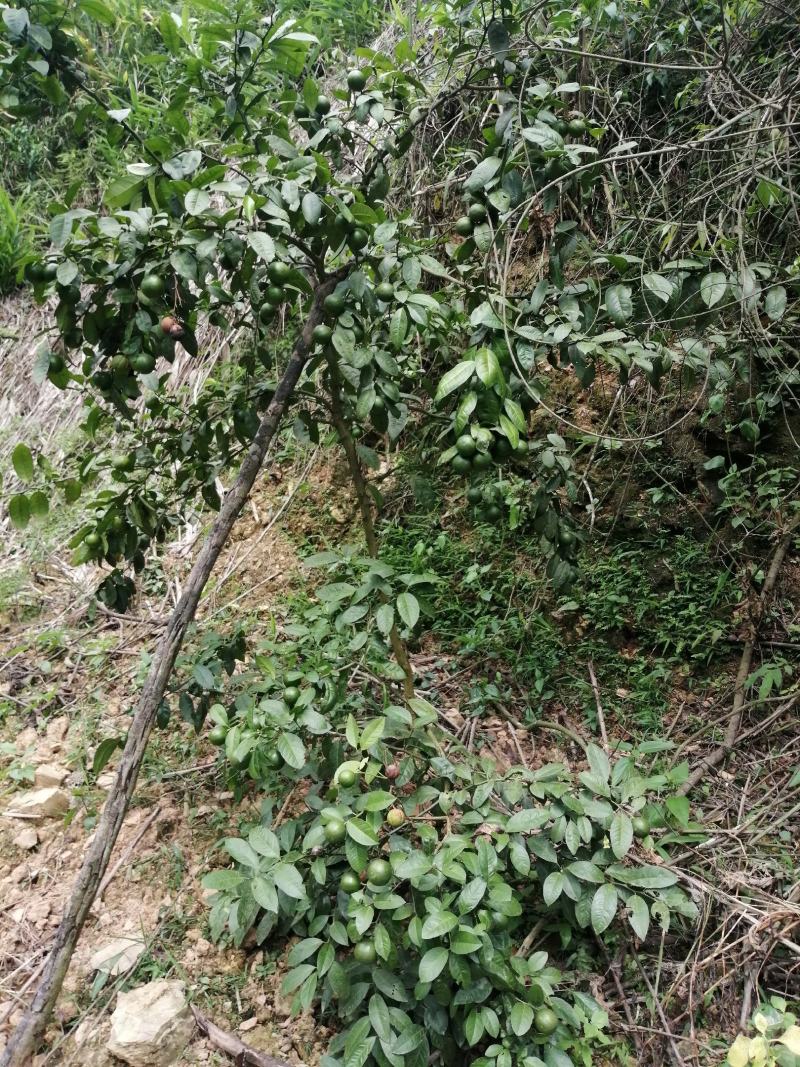 广西土柠檬，表皮光滑，8～12个果一斤