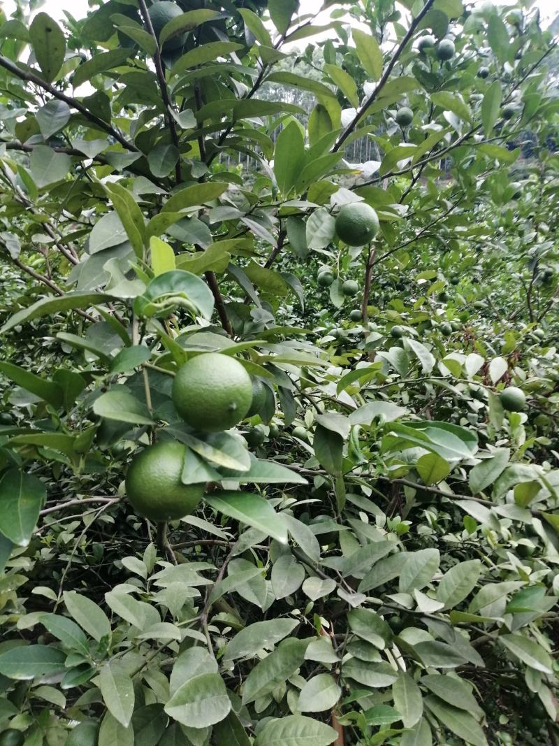 广西土柠檬，表皮光滑，8～12个果一斤