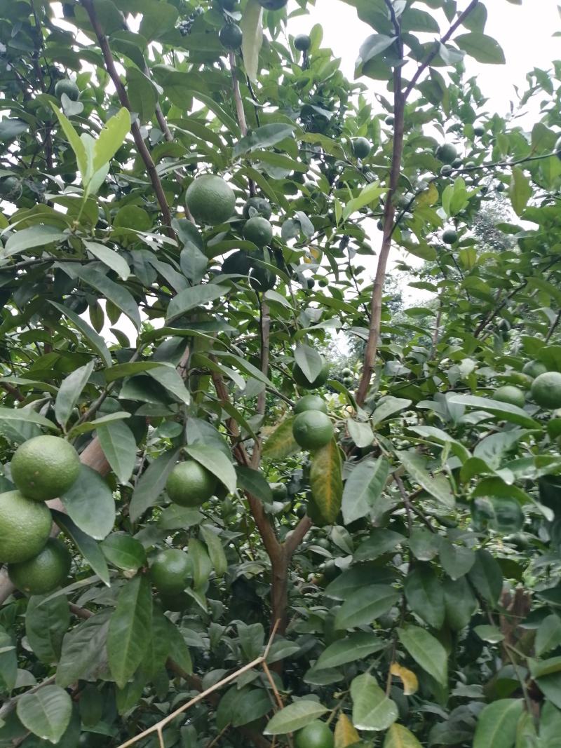 广西土柠檬，表皮光滑，8～12个果一斤