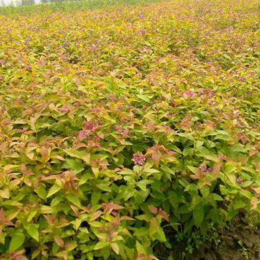 绣线菊，基地直销各种绣线菊，现货量大