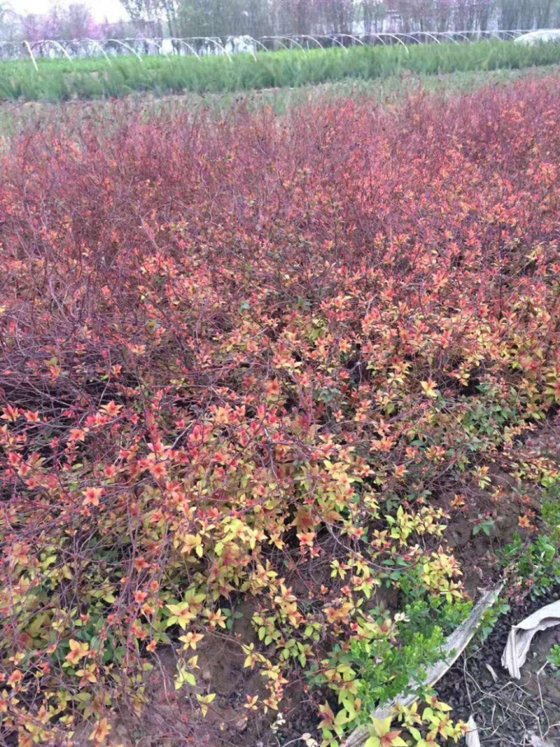 绣线菊，基地直销各种绣线菊，现货量大