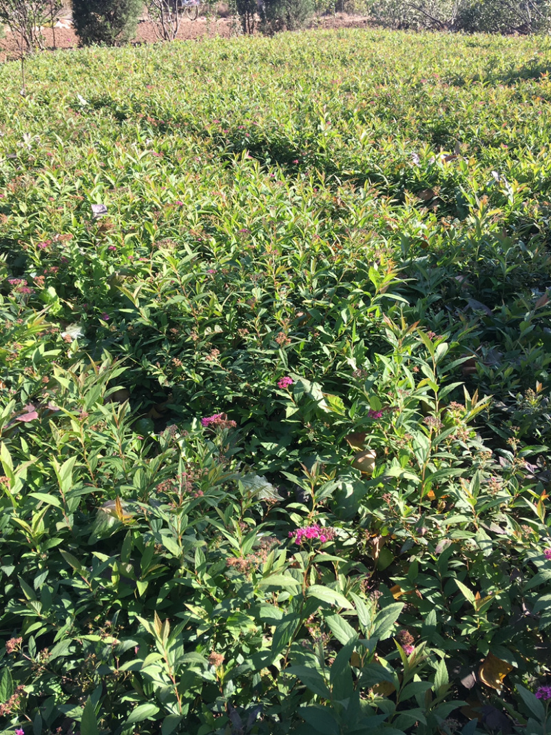 绣线菊，基地直销各种绣线菊，现货量大