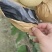 黄金梨/三层棉纸袋，！！。。。。。。