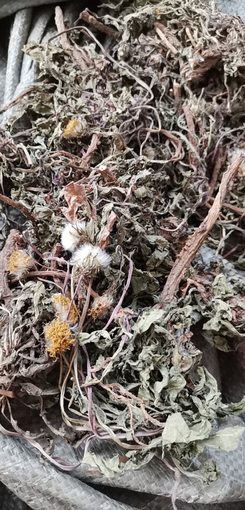 中药材蒲公英根整棵/切碎野生正品蒲公英量大从优