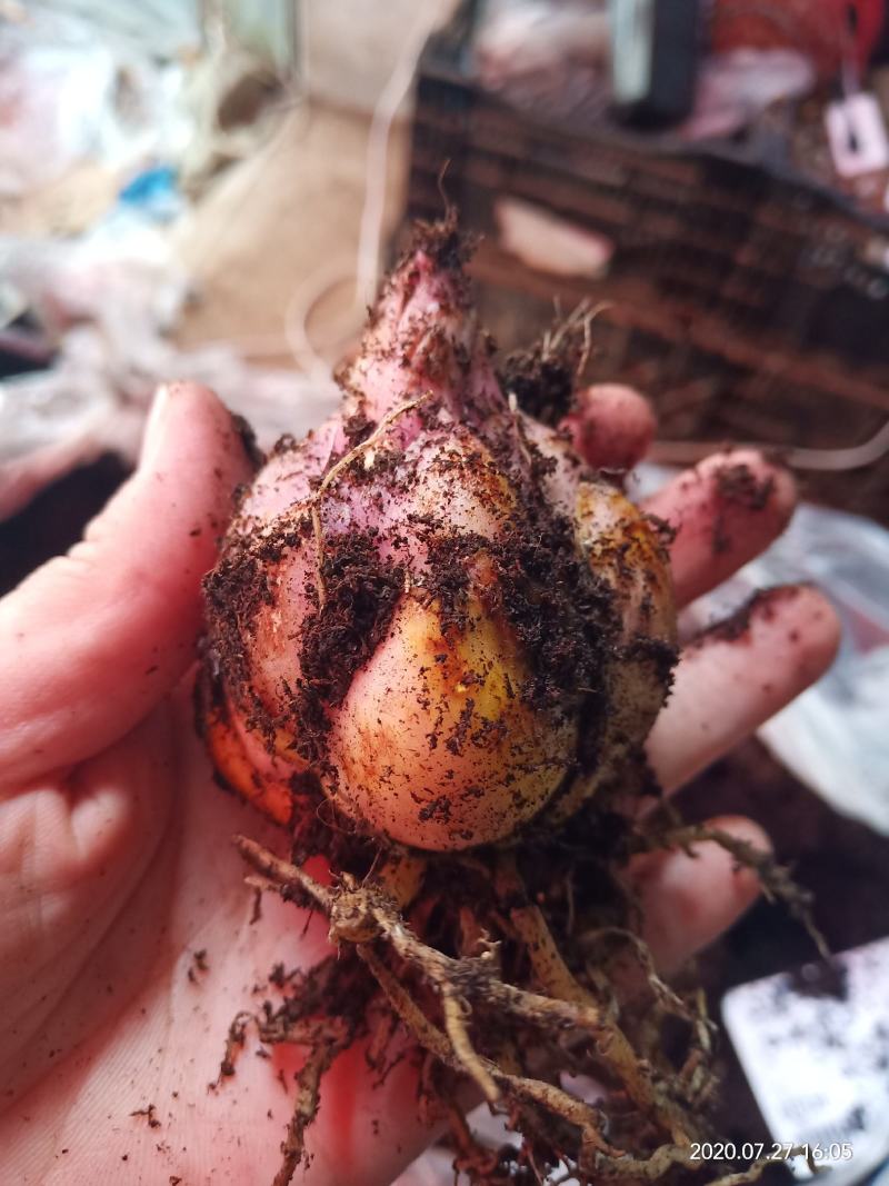 进口香水百合颜色齐全保证品种发货量大优惠