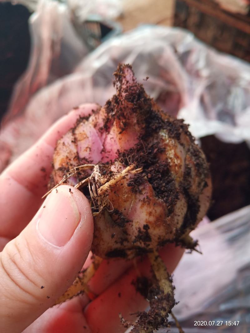 进口香水百合颜色齐全保证品种发货量大优惠