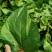 茶叶：霜后桑叶茶一手货源厂家直供
