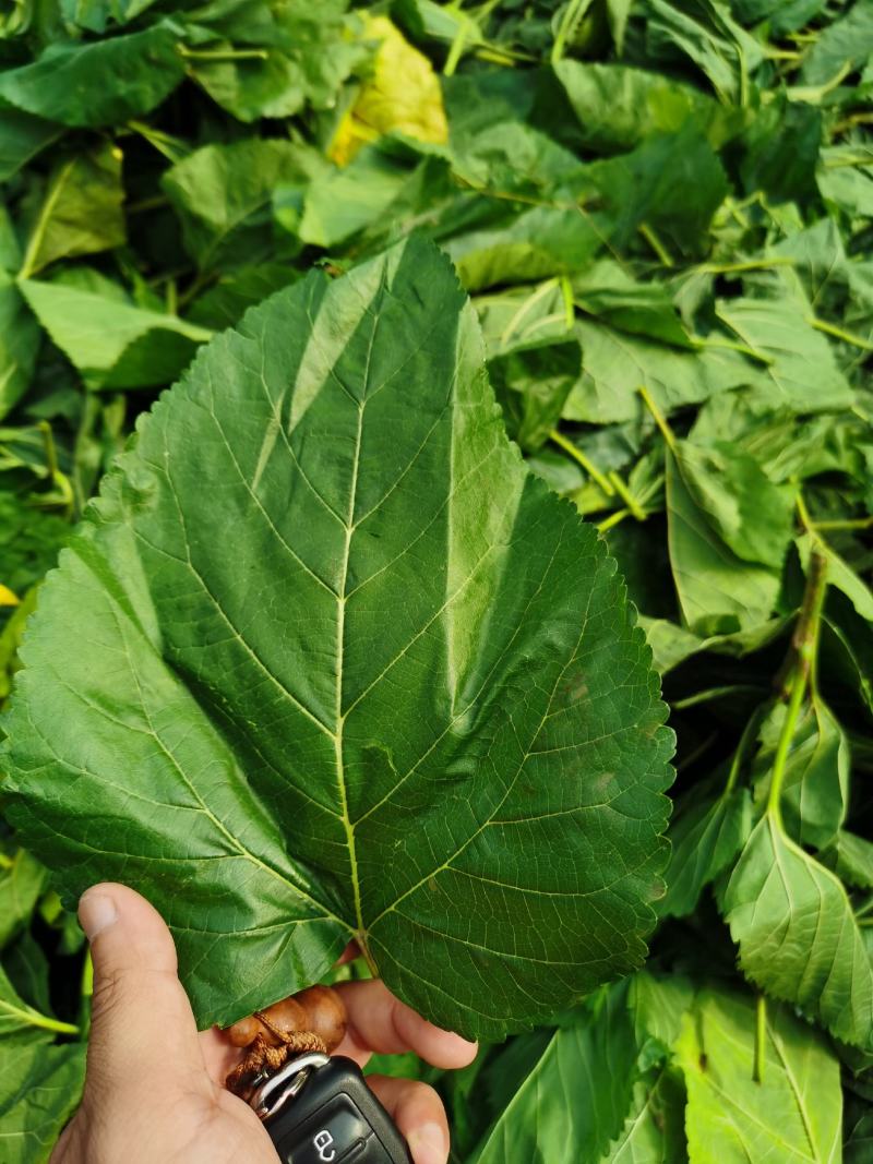 茶叶：霜后桑叶茶一手货源厂家直供