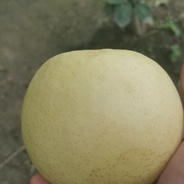黄金梨。黄冠梨。三层棉袋。。。。。。。。。。