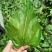 茶叶：霜后桑叶茶一手货源厂家直供
