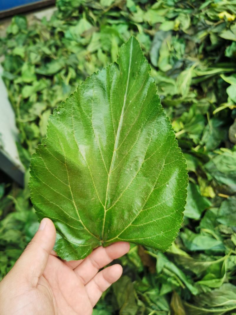茶叶：霜后桑叶茶一手货源厂家直供
